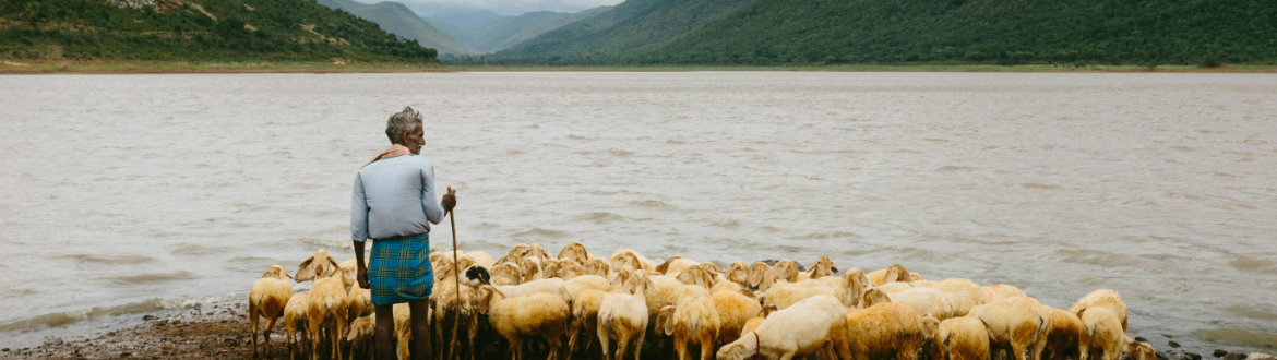 man standing with sheep by water