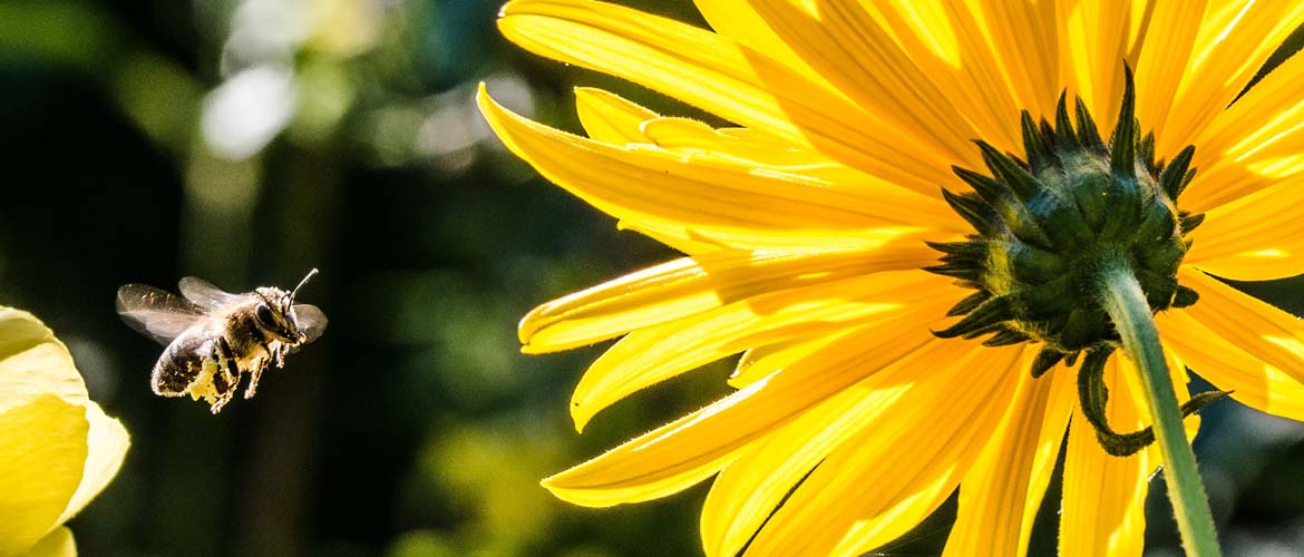 bee with flowers