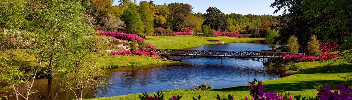 creek with beautiful flowers