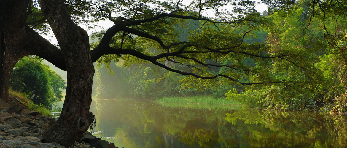 tree by stream