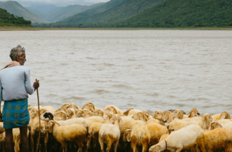 man standing with sheep by water
