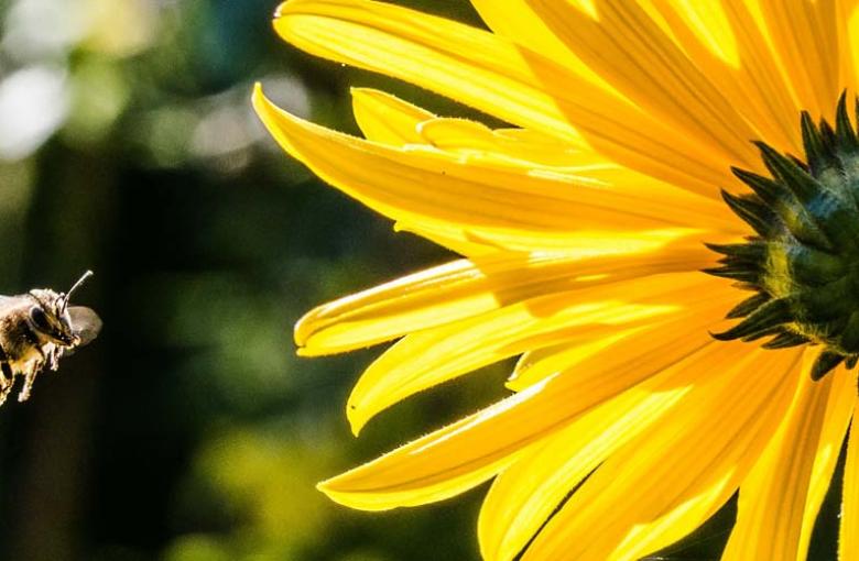 bee with flowers