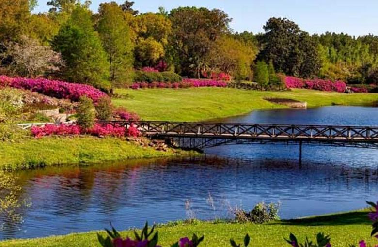 creek with beautiful flowers