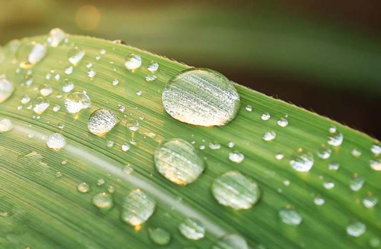 water on leaf