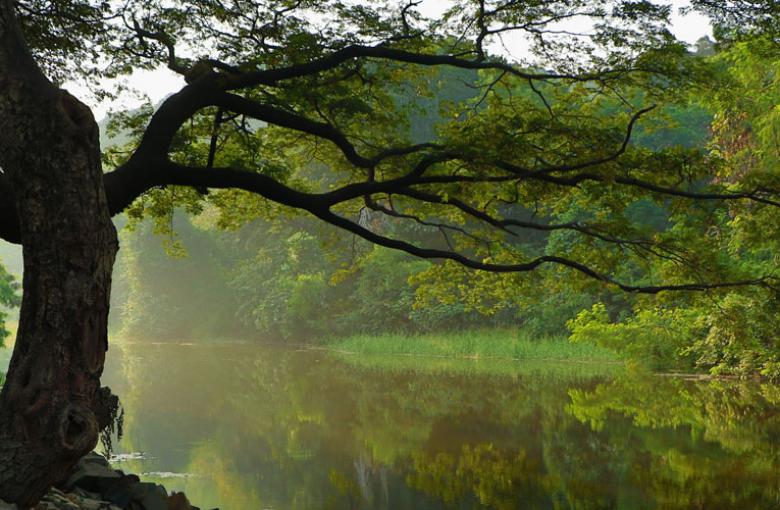 tree by stream