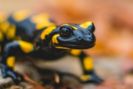 Salamander